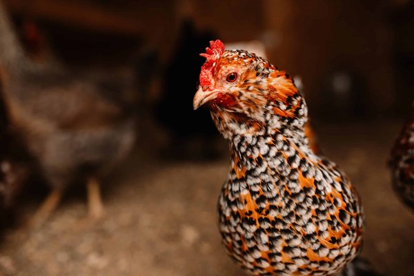 Comment utiliser des fleurs comestibles pour embellir les plats d'un restaurant haut de gamme?